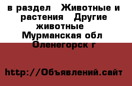  в раздел : Животные и растения » Другие животные . Мурманская обл.,Оленегорск г.